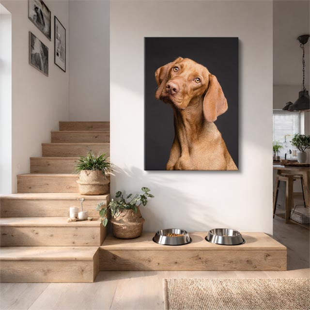 cuadro canvas mascotas vizsla sereno vertical