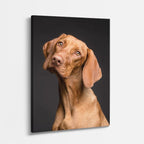 cuadro canvas mascotas vizsla sereno vertical