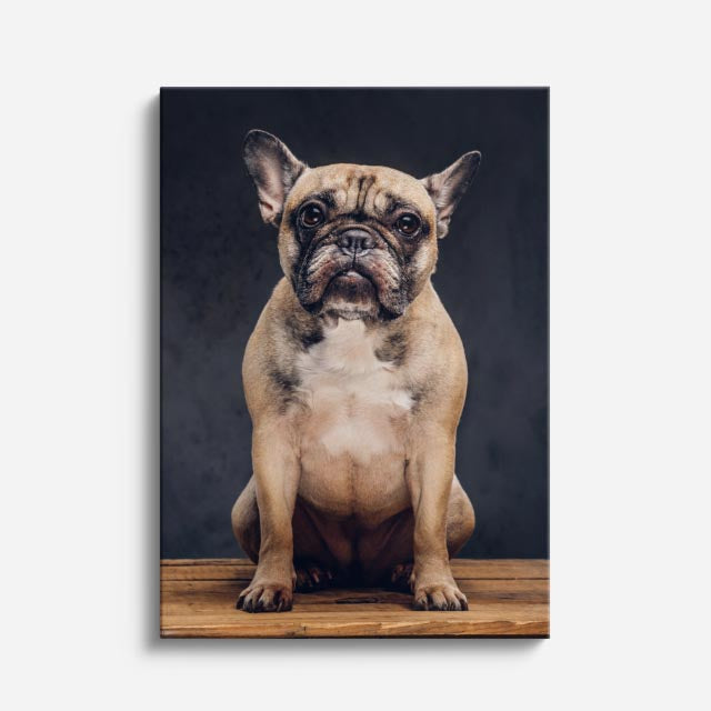 cuadro canvas mascotas bulldog del trono vertical