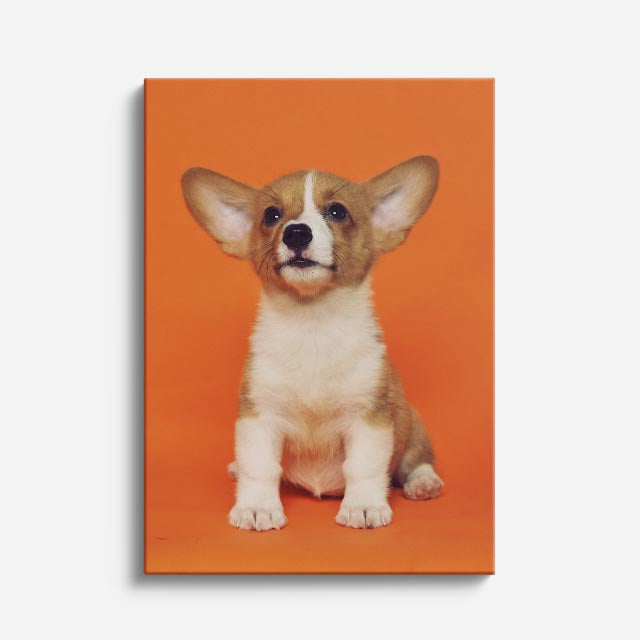 cuadro canvas mascotas príncipe chihuahua vertical