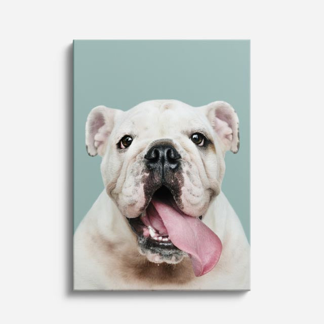 cuadro canvas mascotas bulldog de marfil vertical