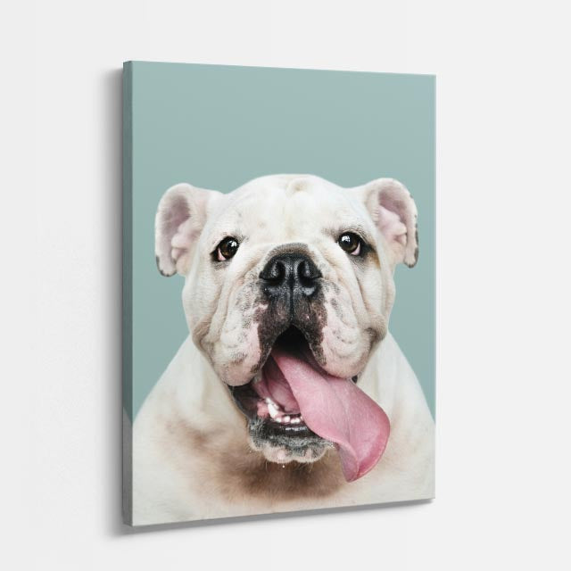 cuadro canvas mascotas bulldog de marfil vertical