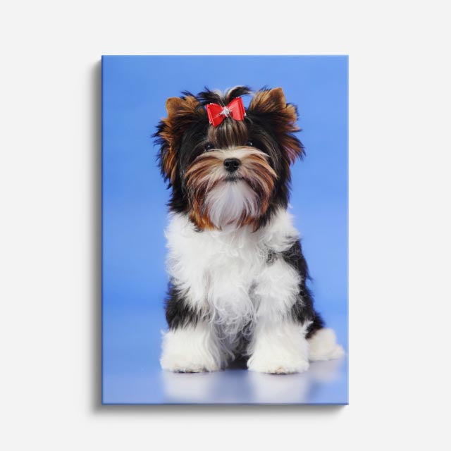 cuadro canvas mascotas yorkie elegante vertical