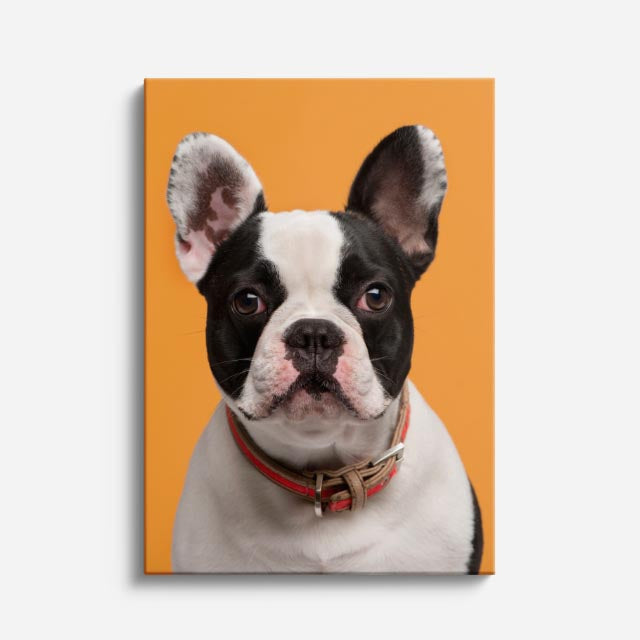cuadro canvas mascotas duque francés vertical