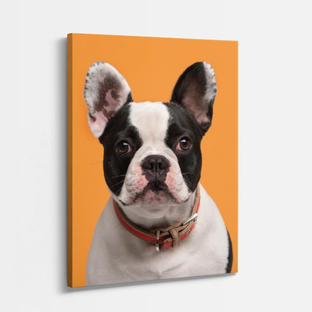 cuadro canvas mascotas duque francés vertical
