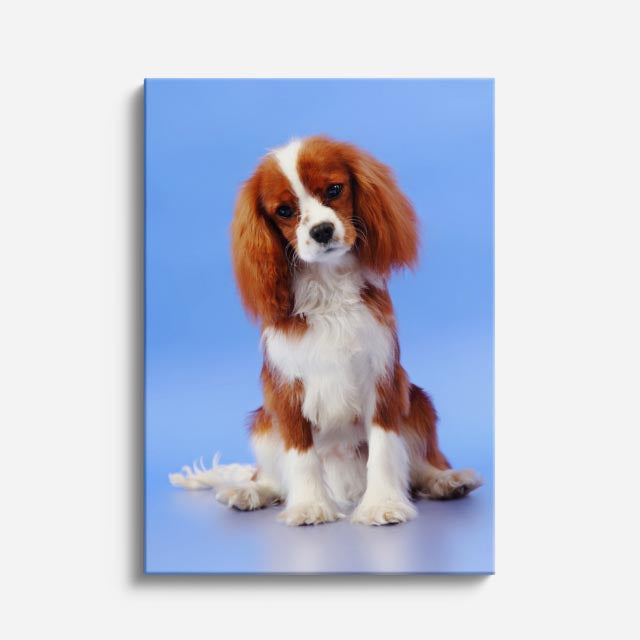 cuadro canvas mascotas spaniel celeste vertical