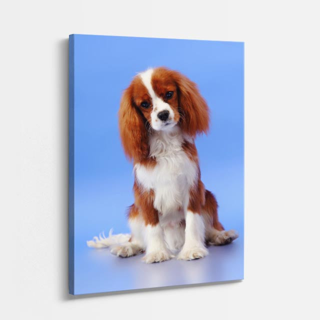 cuadro canvas mascotas spaniel celeste vertical
