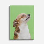 cuadro canvas mascotas perfil curioso vertical