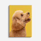 cuadro canvas mascotas caniche dorado vertical