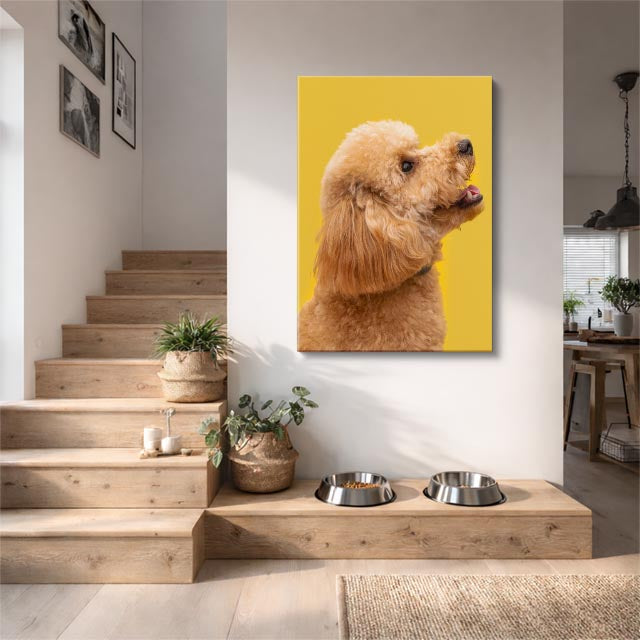 cuadro canvas mascotas caniche dorado vertical