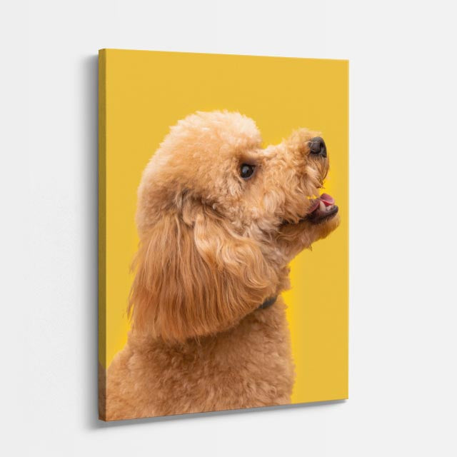 cuadro canvas mascotas caniche dorado vertical
