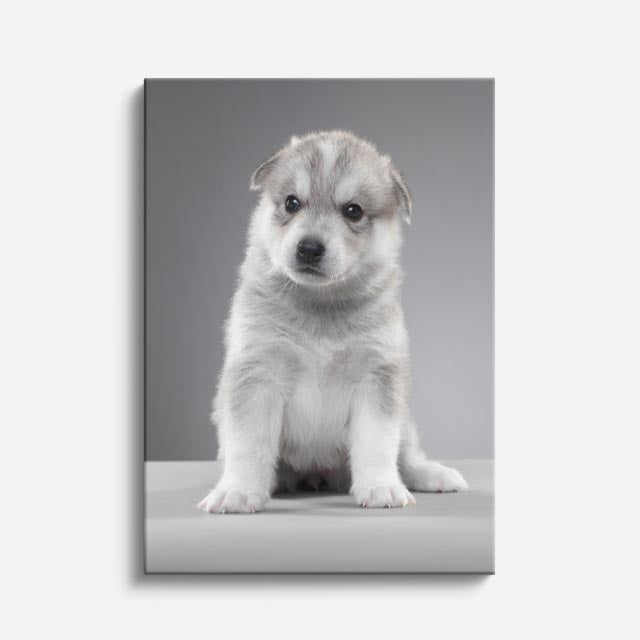 cuadro canvas mascotas niebla plateada vertical