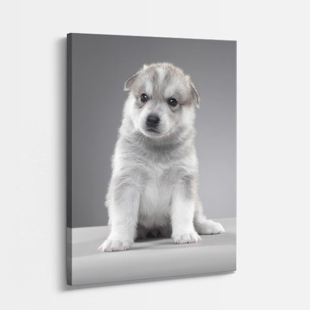 cuadro canvas mascotas niebla plateada vertical