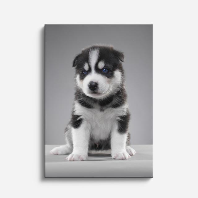 cuadro canvas mascotas guardia miniatura vertical