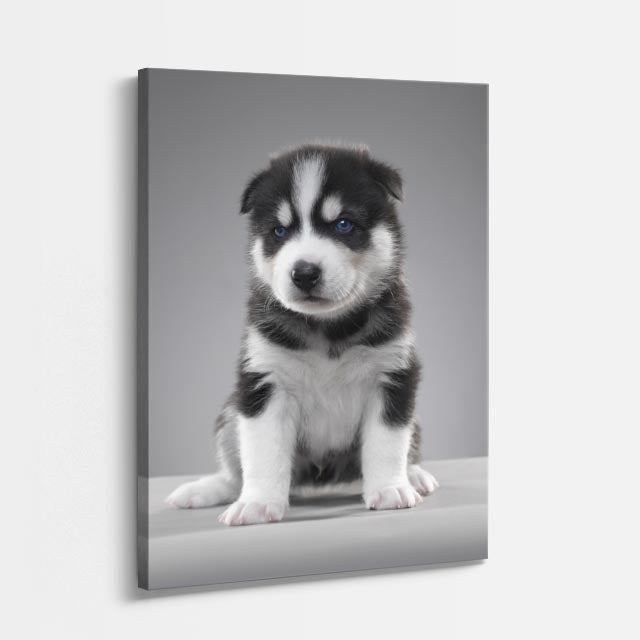 cuadro canvas mascotas guardia miniatura vertical