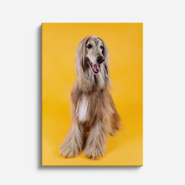 cuadro canvas mascotas afgano imperial vertical