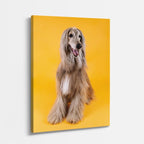 cuadro canvas mascotas afgano imperial vertical