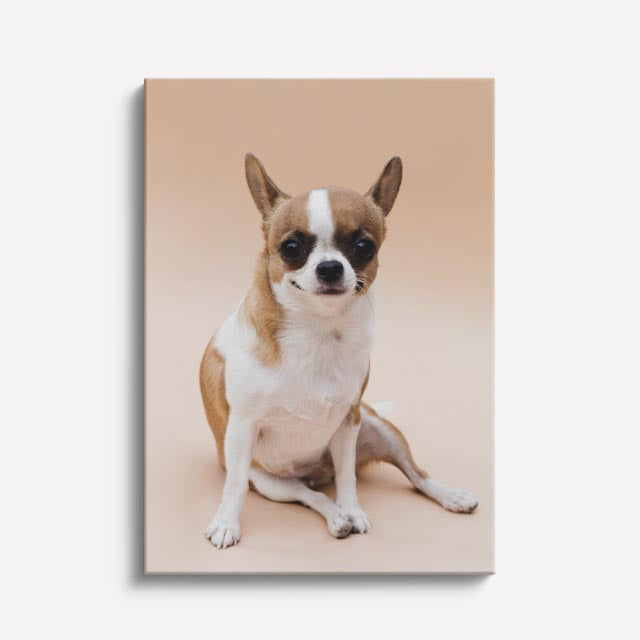 cuadro canvas mascotas chihuahua sereno vertical