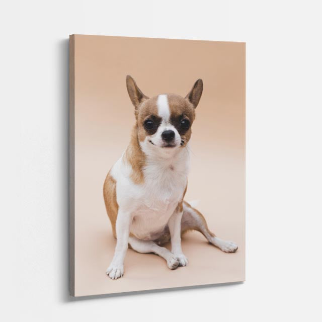 cuadro canvas mascotas chihuahua sereno vertical