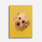 cuadro canvas mascotas caniche del sol vertical