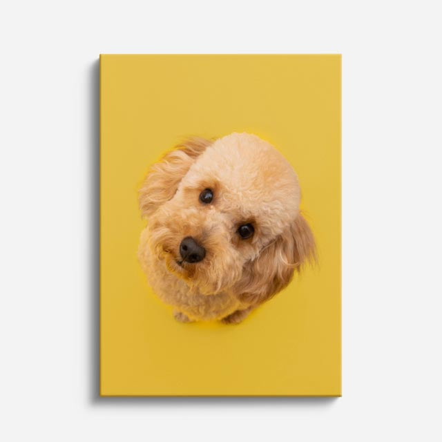 cuadro canvas mascotas caniche del sol vertical