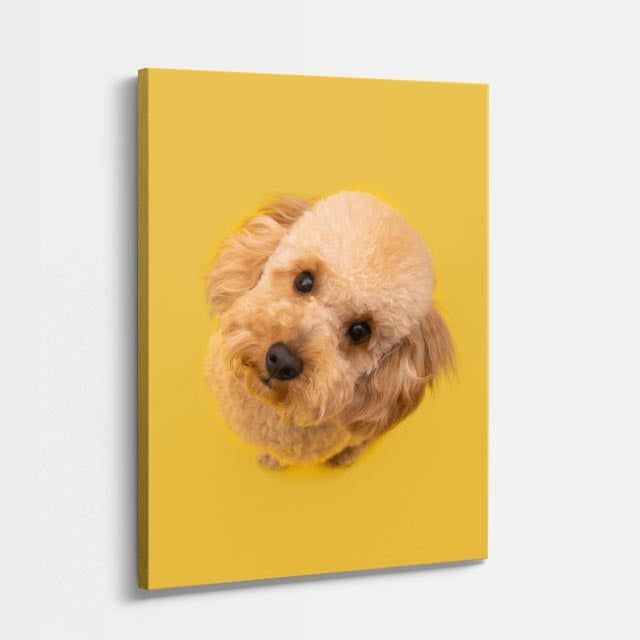 cuadro canvas mascotas caniche del sol vertical