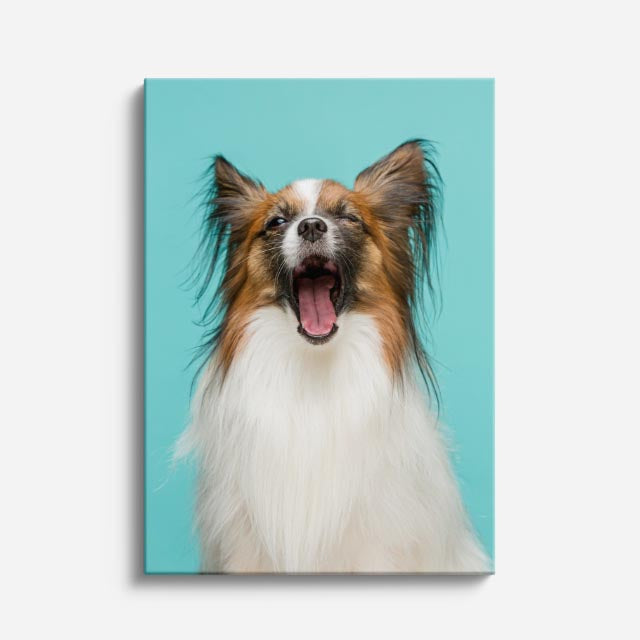 cuadro canvas mascotas papillon sonriente vertical