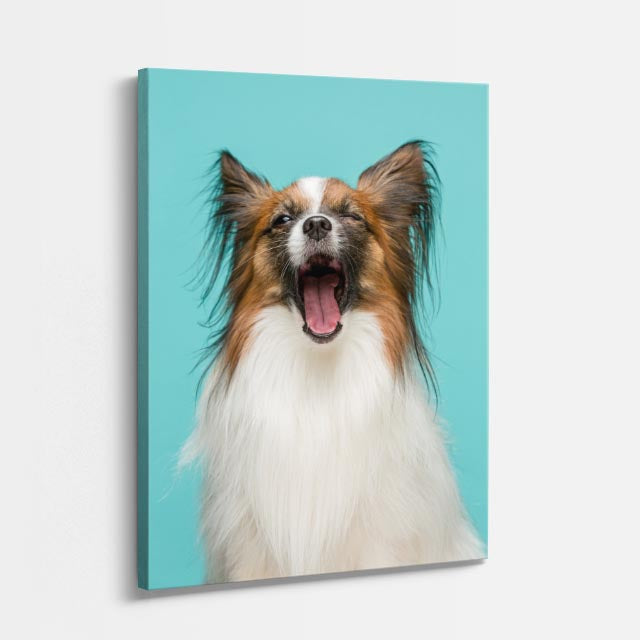 cuadro canvas mascotas papillon sonriente vertical