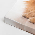 cuadro canvas mascotas león pomerania vertical