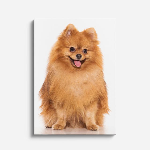cuadro canvas mascotas león pomerania vertical
