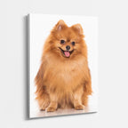 cuadro canvas mascotas león pomerania vertical