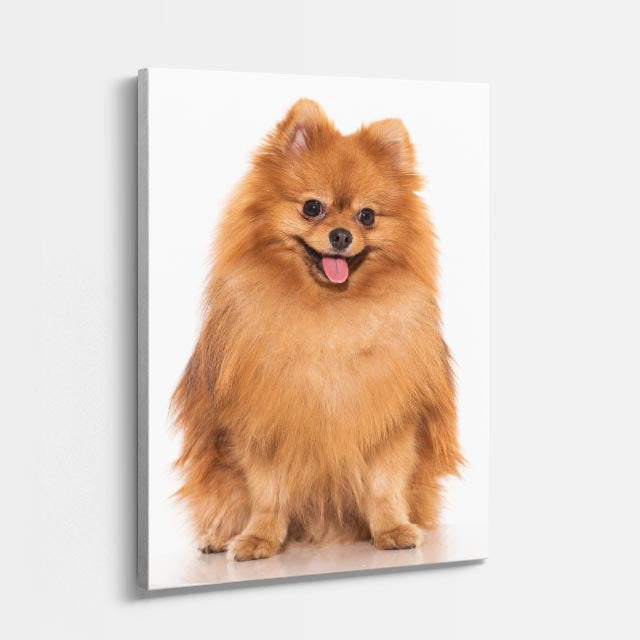 cuadro canvas mascotas león pomerania vertical