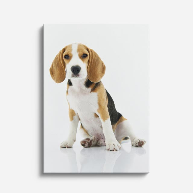 cuadro canvas mascotas beagle noble vertical