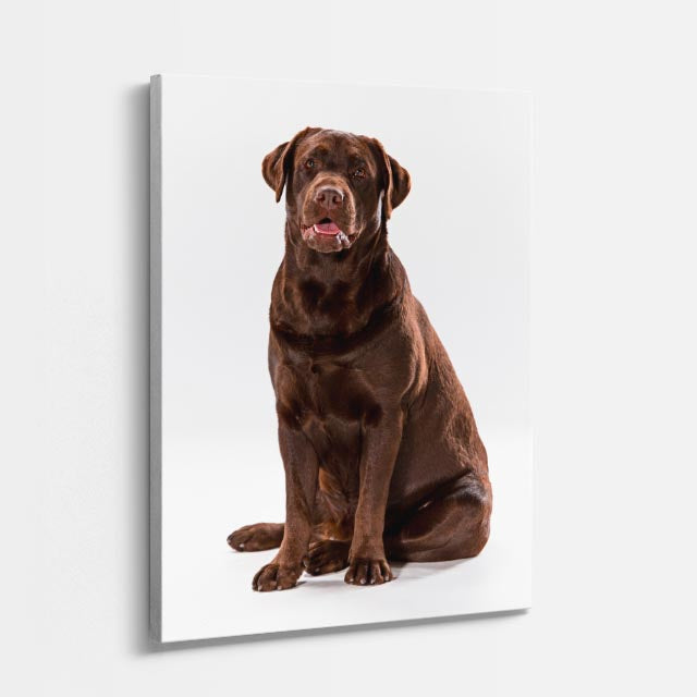 cuadro canvas mascotas labrador cacao vertical