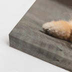 cuadro canvas mascotas pomerania de seda vertical