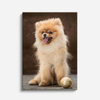 cuadro canvas mascotas pomerania de seda vertical