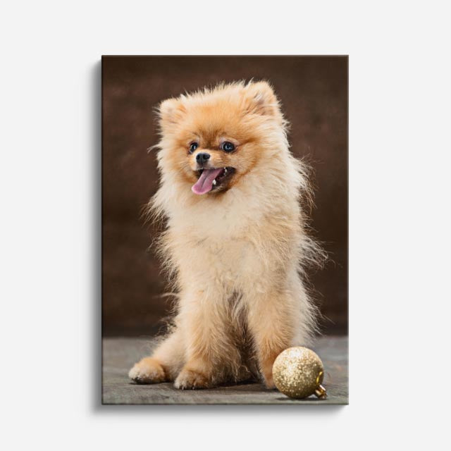 cuadro canvas mascotas pomerania de seda vertical