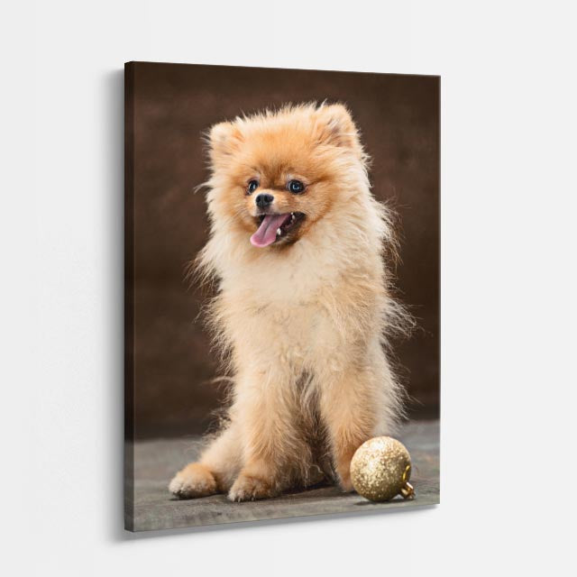 cuadro canvas mascotas pomerania de seda vertical