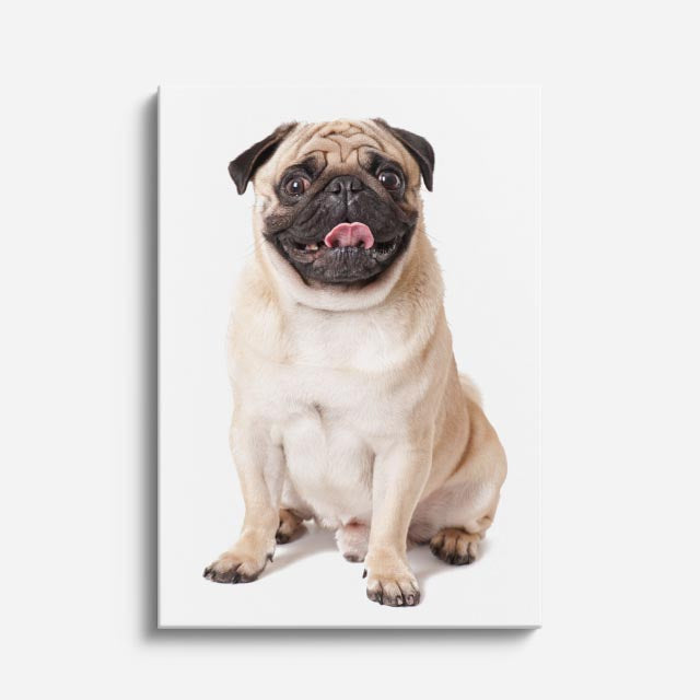 cuadro canvas mascotas pug de marfil vertical