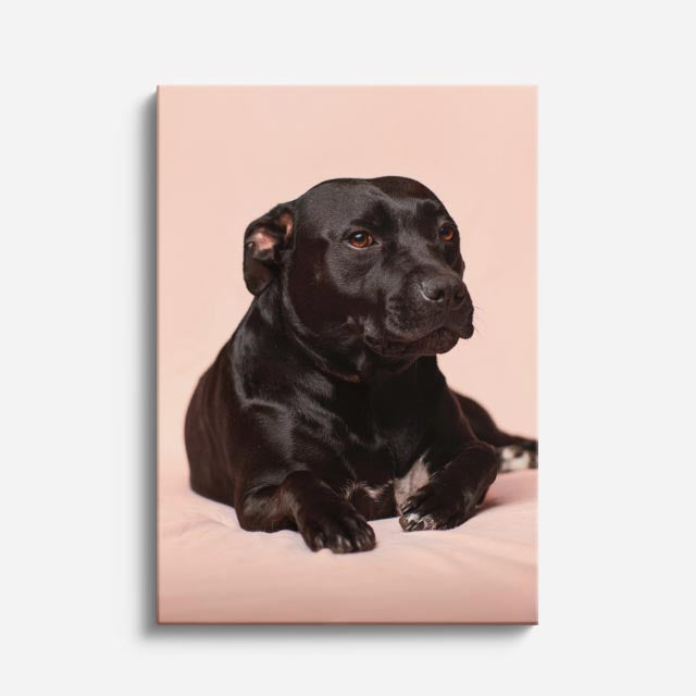 cuadro canvas mascotas labrador de terciopelo vertical