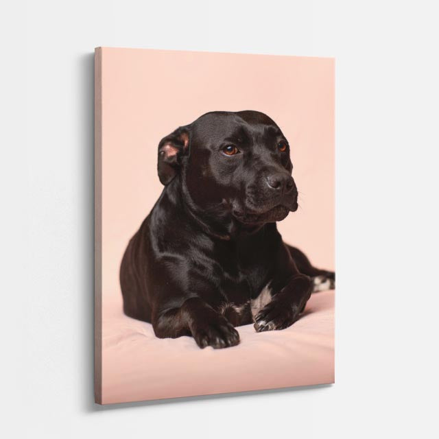 cuadro canvas mascotas labrador de terciopelo vertical