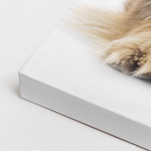 cuadro canvas mascotas pomerania boreal vertical