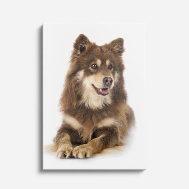 cuadro canvas mascotas pomerania boreal vertical