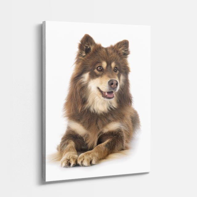 cuadro canvas mascotas pomerania boreal vertical