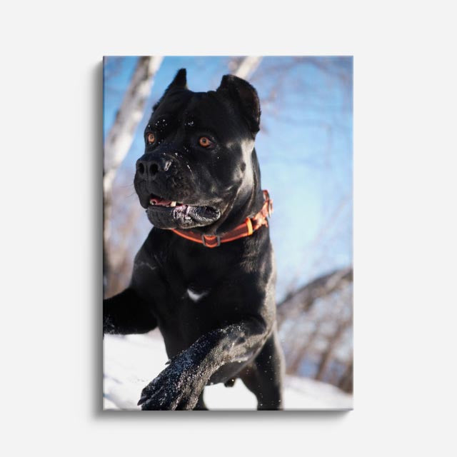 cuadro canvas mascotas guardián de hielo vertical