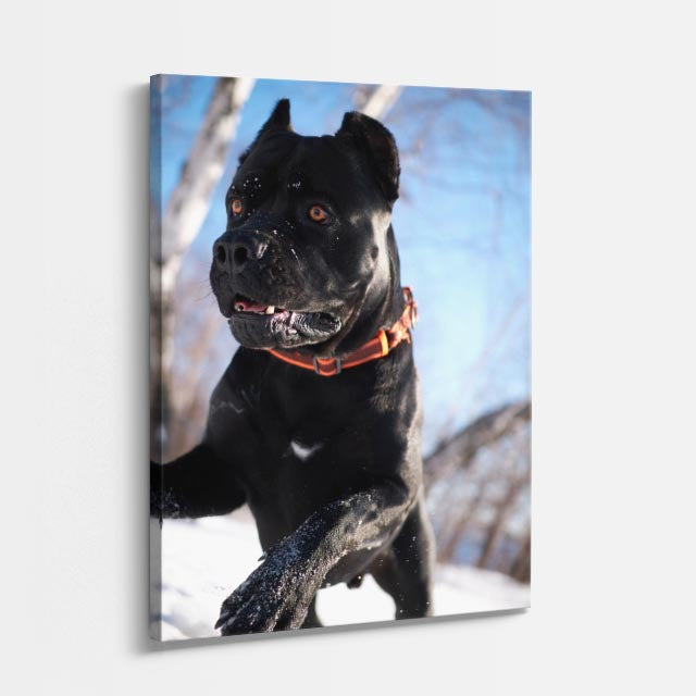 cuadro canvas mascotas guardián de hielo vertical