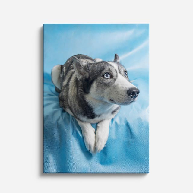 cuadro canvas mascotas husky celeste vertical