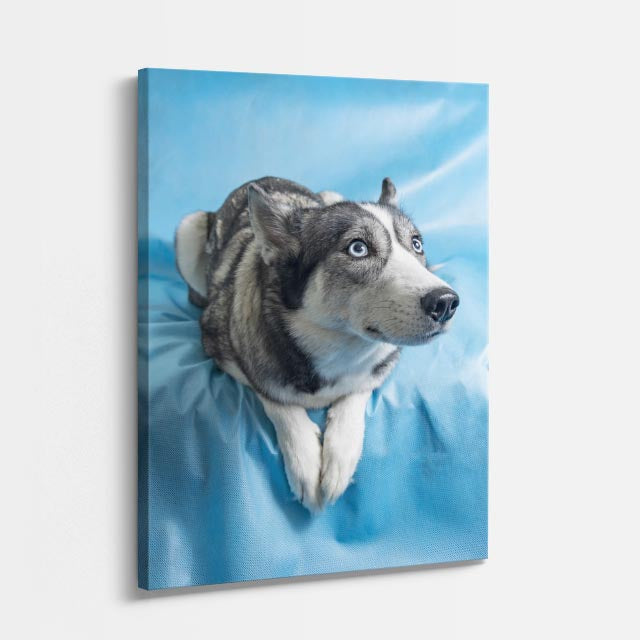 cuadro canvas mascotas husky celeste vertical