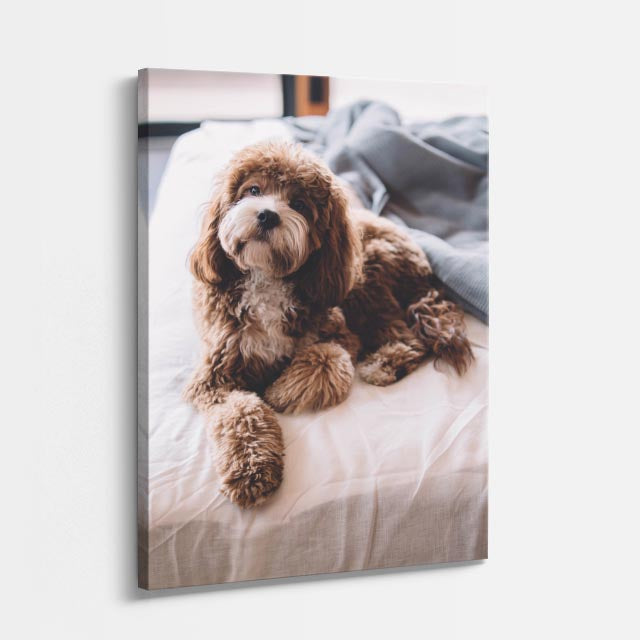 cuadro canvas mascotas nube de cacao vertical