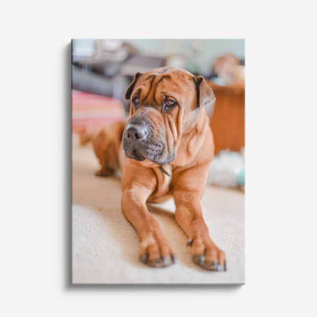 cuadro canvas mascotas shar pei sereno vertical